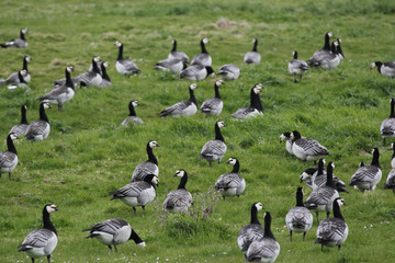 barnacle  geese