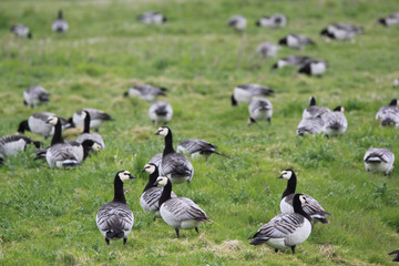 barnacle  geese