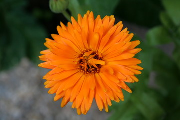 Gerbera