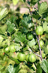 gooseberry growing on bush