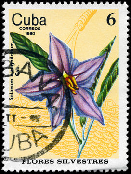 CUBA - CIRCA 1980 Nightshade