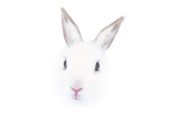 Fototapeta na wymiar White Rabbit