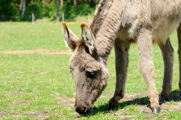 Fototapeta premium Eselfohlen