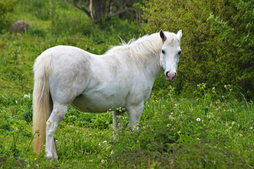 Ein weißes Pferd