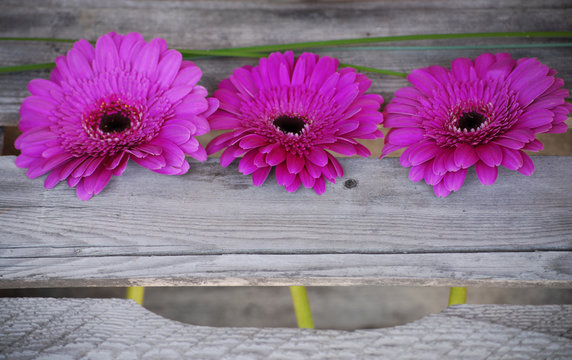 triptyque de gerbera