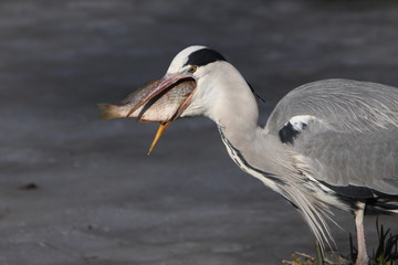 Graureiher mit Fisch