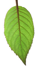 A backlit hydrangea macrophyllum leaf