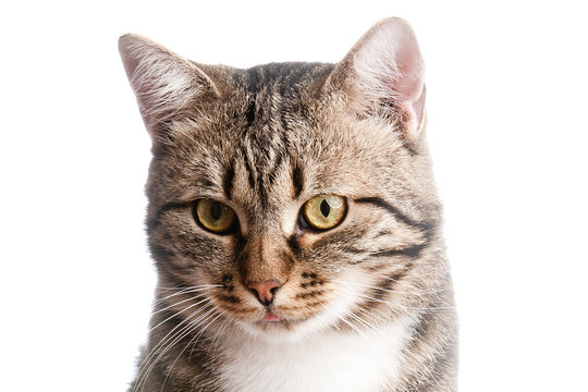 Close-up portrait of cat with tongue out