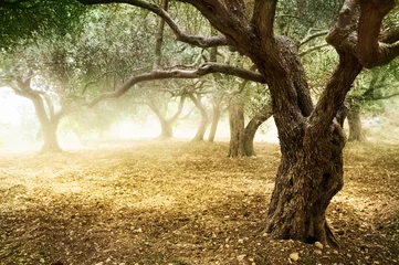 Abwaschbare Fototapete Olivenbaum Alte Olivenbäume