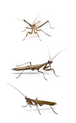 Mantis religiosa.