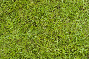 Texture of grass