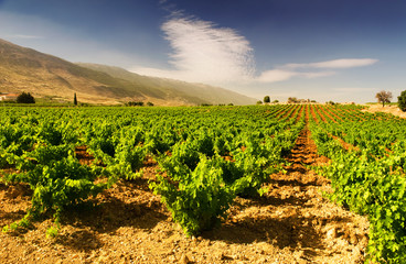 Fototapeta na wymiar Piękne bujne winnic winogron