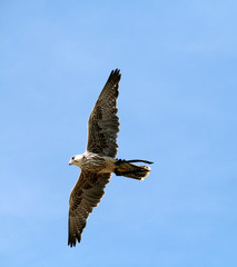 Flying Eagle