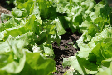 Kopfsalat auf einem Feld