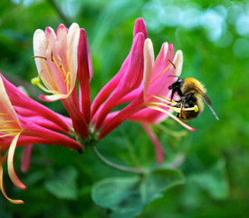 a bee visiting a pink flower