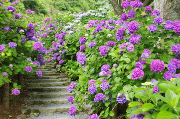 hydrangea