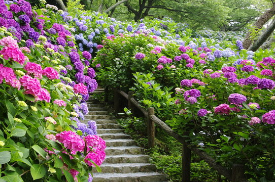 Fototapeta hydrangea