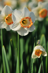 Fototapeta premium Large cupped Daffodils flowers