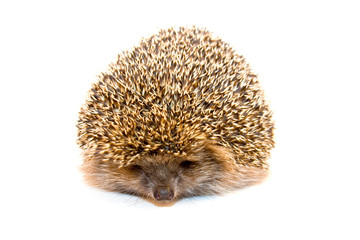 Hedgehog
