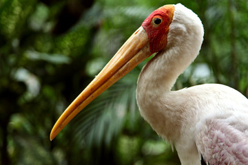 Yellow billed stork