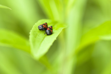 Blutzikadenpärchen - Cercopidae