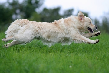 golden retriever en course de profil avec amplitude © CallallooFred