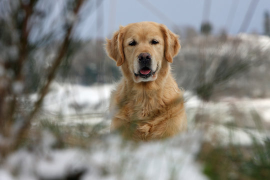 golden retriever en hiver