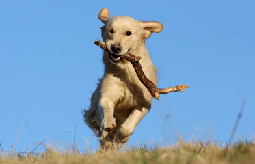 golden retriever transportant un bout de bois sous le ciel bleu