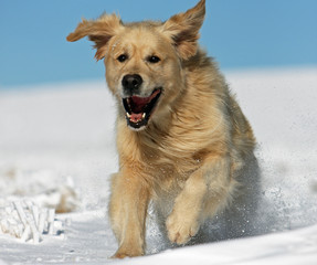 énergie du golden retriever sur la dune de sable