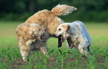 bagarre de deux chiens de race golden retriever