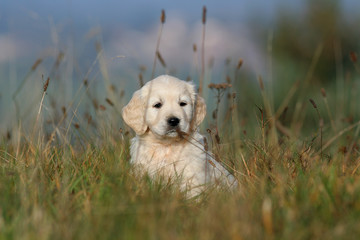 chiot golden retriever dans les champs © CallallooFred