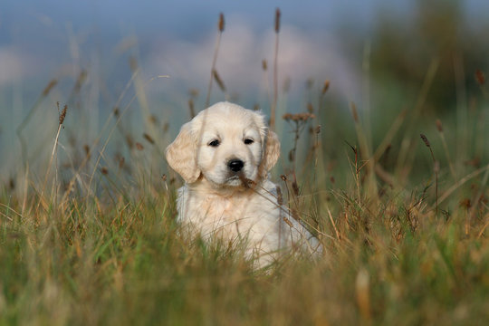 chiot golden retriever dans les champs
