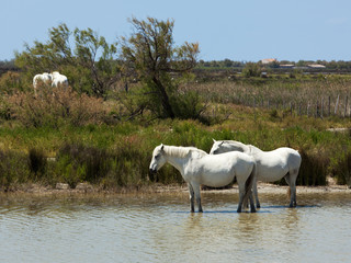Obraz na płótnie Canvas biały dziki koń w Camargue
