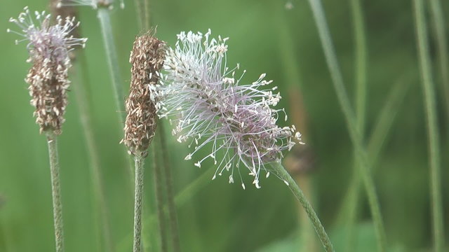 HD 1080 clip of plantain flower closeup.