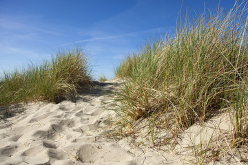 Fototapeta na wymiar dune at normandy north sea coast