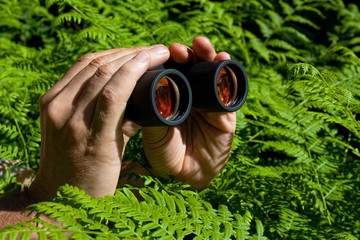 Binoculars in hand from the bushes