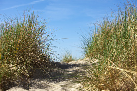 strandhafer auf düne