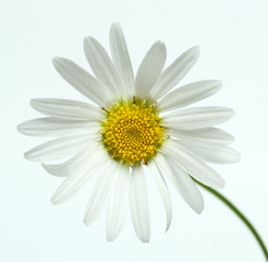 Fototapeta premium chamomile flower