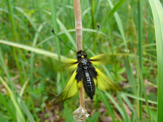 Insect Neuropterous (Ascalaphidae) 9