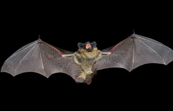 Bat 9