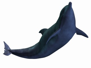 Delphin © Andreas Meyer