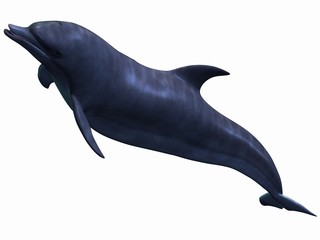 Delphin © Andreas Meyer