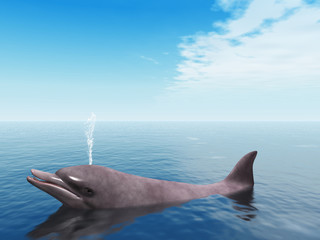 Delphin © Andreas Meyer