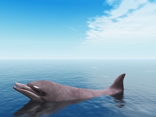 Delphin © Andreas Meyer