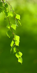 green leaves background
