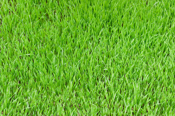 Green grass