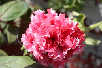 carnation