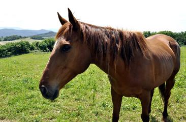 Pferd Einhufer Equus Equidae