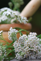 Apothekengutschein  Gemeine Scharfgarbe (Achillea millefolium) © petrabarz