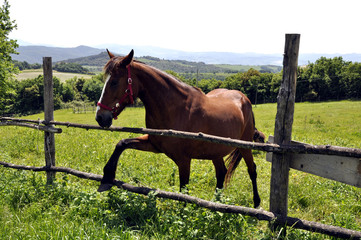 Pferd Einhufer Equus Equidae